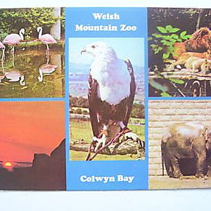 Welsh Mountain Zoo