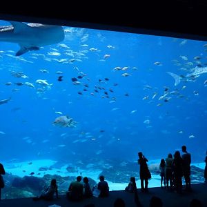 Whale Shark Tank