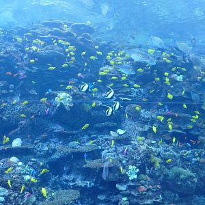 Tropical reef aquarium