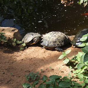 Red-eared Terrapins