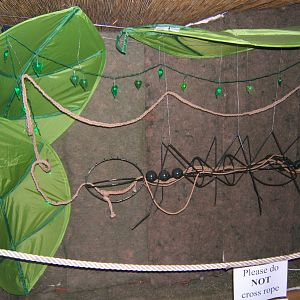 Part of the Leaf-cutter Ant exhibit