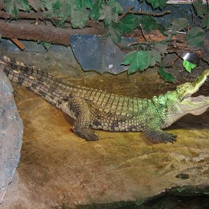 Nile Crocodile