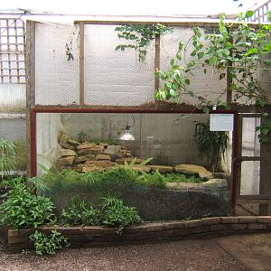 View of the Spectacled Caiman Exhibit