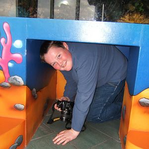 Malayan Tapir caught coming out of a tank that kids can view from the insid