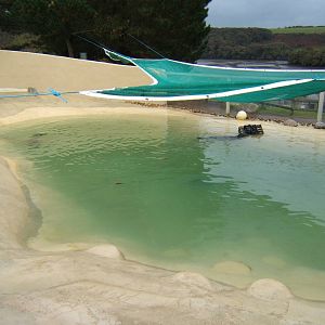 Common Seal Enclosure