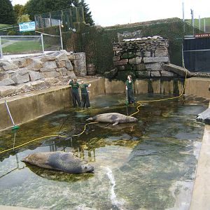 Cleaning 1 of the Grey Seal Pools