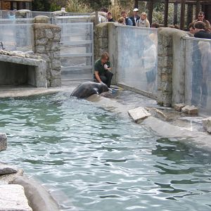 Target training the Hooded Seal
