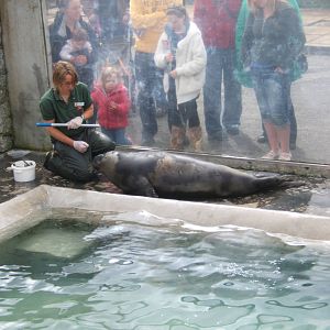 Target training the Hooded Seal