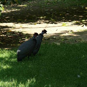Crested Guineafowl