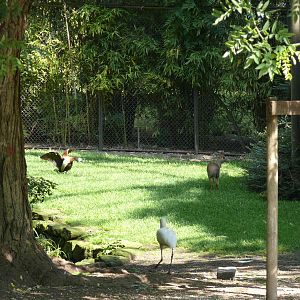 White-faced Whistling Duck attacking Kirks dikdik