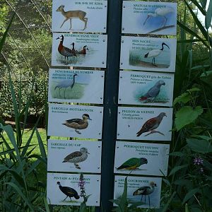 species panel for Grande Voliere