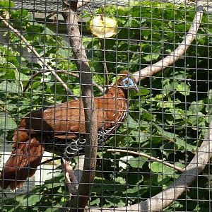 female Lophura ignita rufa