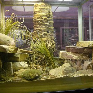 Chalcides ocellatus terrarium in Vivarium