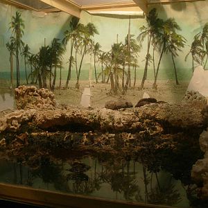 crab Gecarcinus planatus terrarium inside the Viva rium