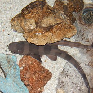 I believe this is a Short-tailed Nurse Shark