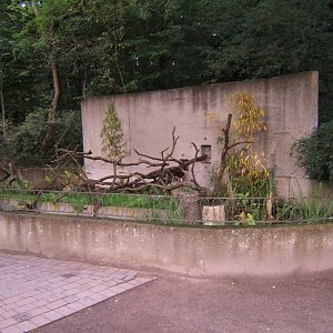 Ring-tailed Lemur enclosure