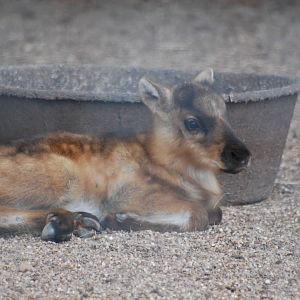 Reindeer foal