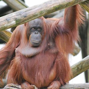 Jazz Bornean Orangutan
