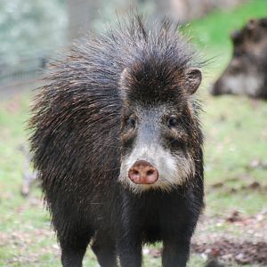 White Lipped Peccary