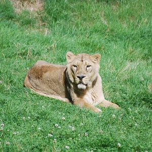 Gir Asiatic Lioness