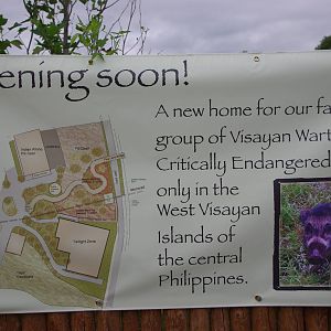 Chester Zoo - New Visayan Warty Pig Enclosure Plan