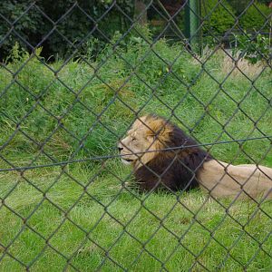 Chester Zoo - Asiatic Lion