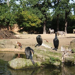 African Savanah exhibit