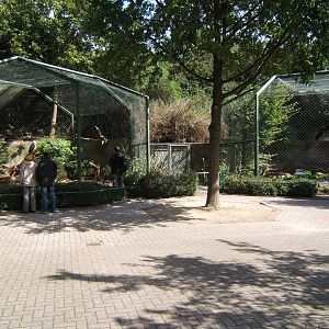 Bird of Prey Aviarys