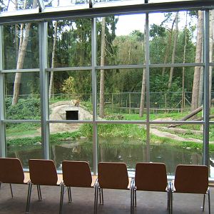 Barbary Macaque enclosure