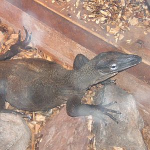 Black Rough-necked Monitor