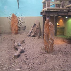 Meerkat enclosure