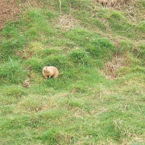 Black-tailed Prairie Dog
