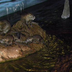 Kingdoms of the Night