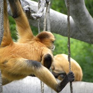 gibbons