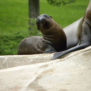 california sea lion pup