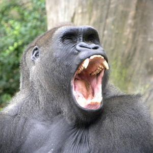 gorilla