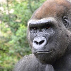 gorilla