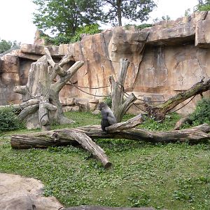 gorilla exhibit