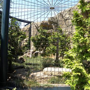 Mountain Lion exhibit