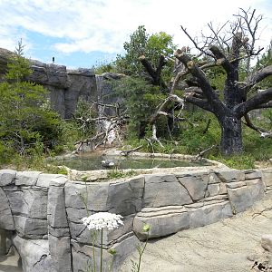 sun bear exhibit