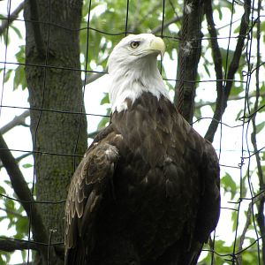 bald eagle