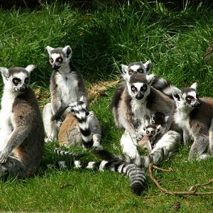 Maki Catta Park, the lemurs exhibit