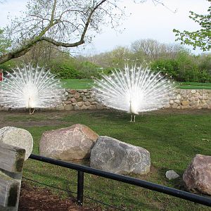 Peacocks in the tortoise yard