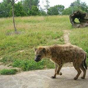 Hyena