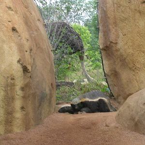 Ostrich checking on the ratels