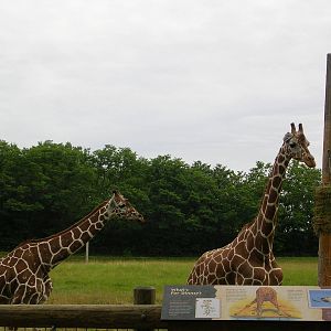 Giraffes from feeding platform