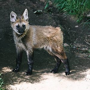 Maned Wolf Pup