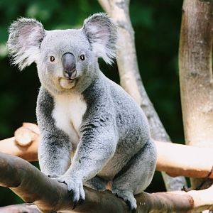 Koala