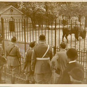 Bison and US Legionnaire