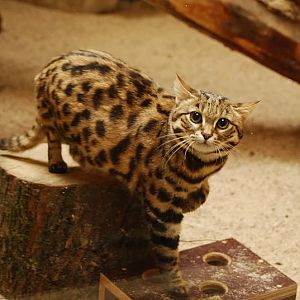 Black-footed cat